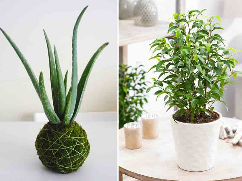 Las mejores plantas para interiores - Noticias - AdondeVivir