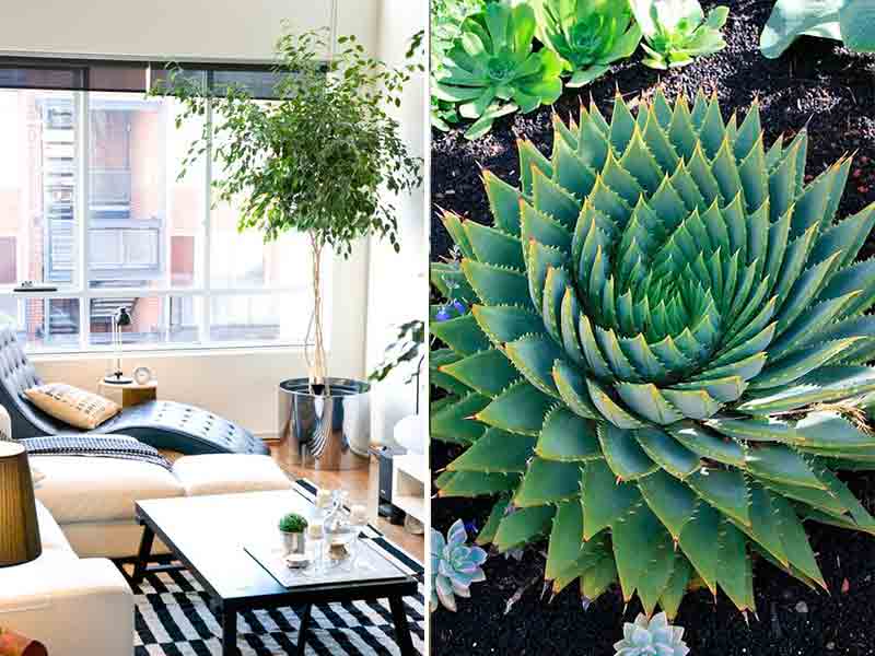 Las mejores plantas para interiores - Noticias - Zonaprop